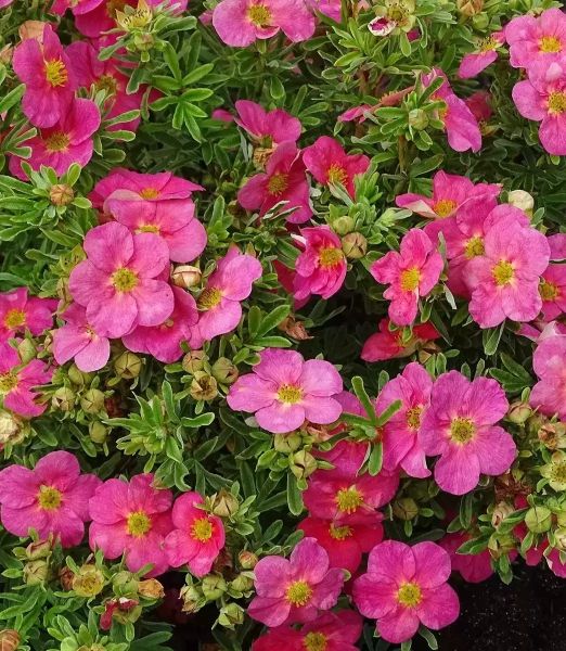 Potentilla fruticosa 'Bella Rosa'